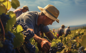 Durabilité dans la vinification